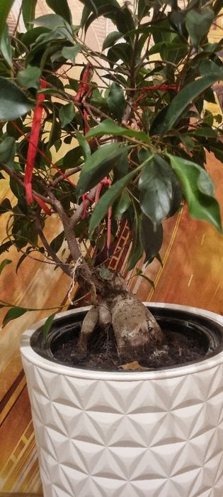 Drzewko Bonsai - Fikus szt. 2