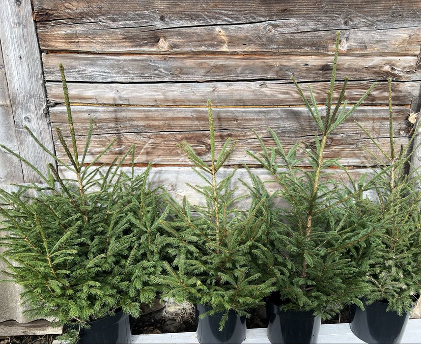 Ялинка в горщику жива