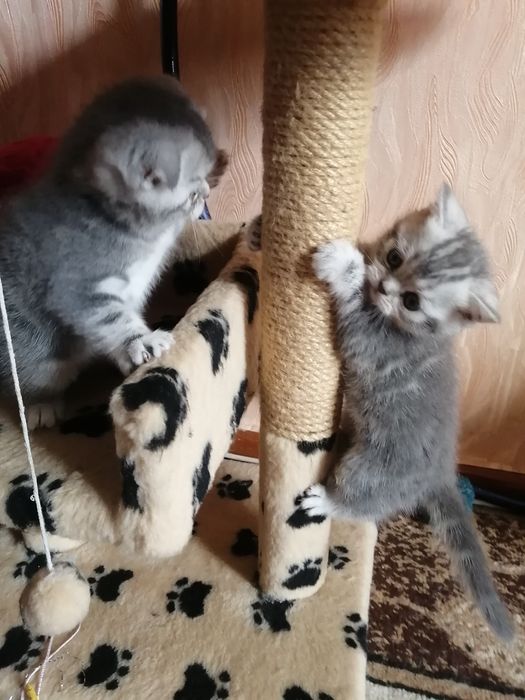 Шотландские девочки