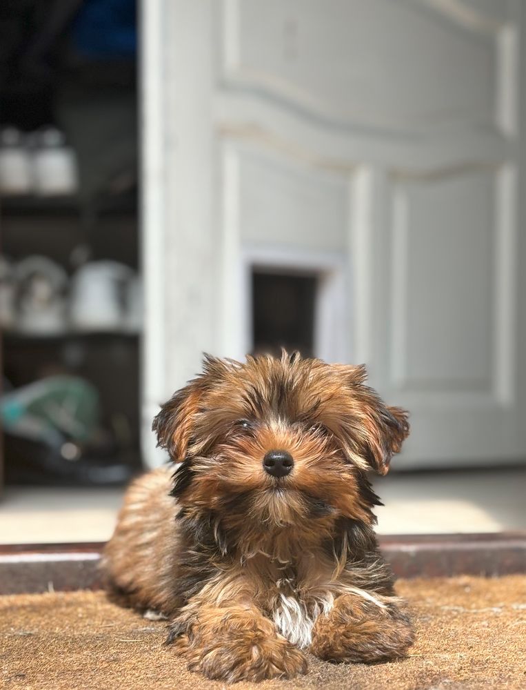 Brązowy piesek Ulisses yorkshire terrier