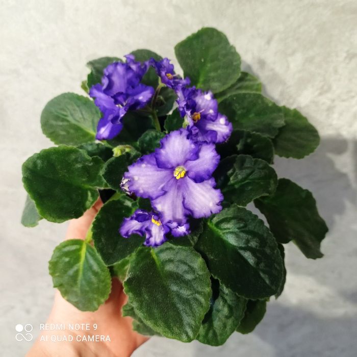 Фіалки квітучі дорослі