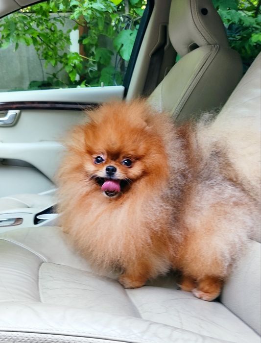 Померанский шпиц . Предложение Вязки .