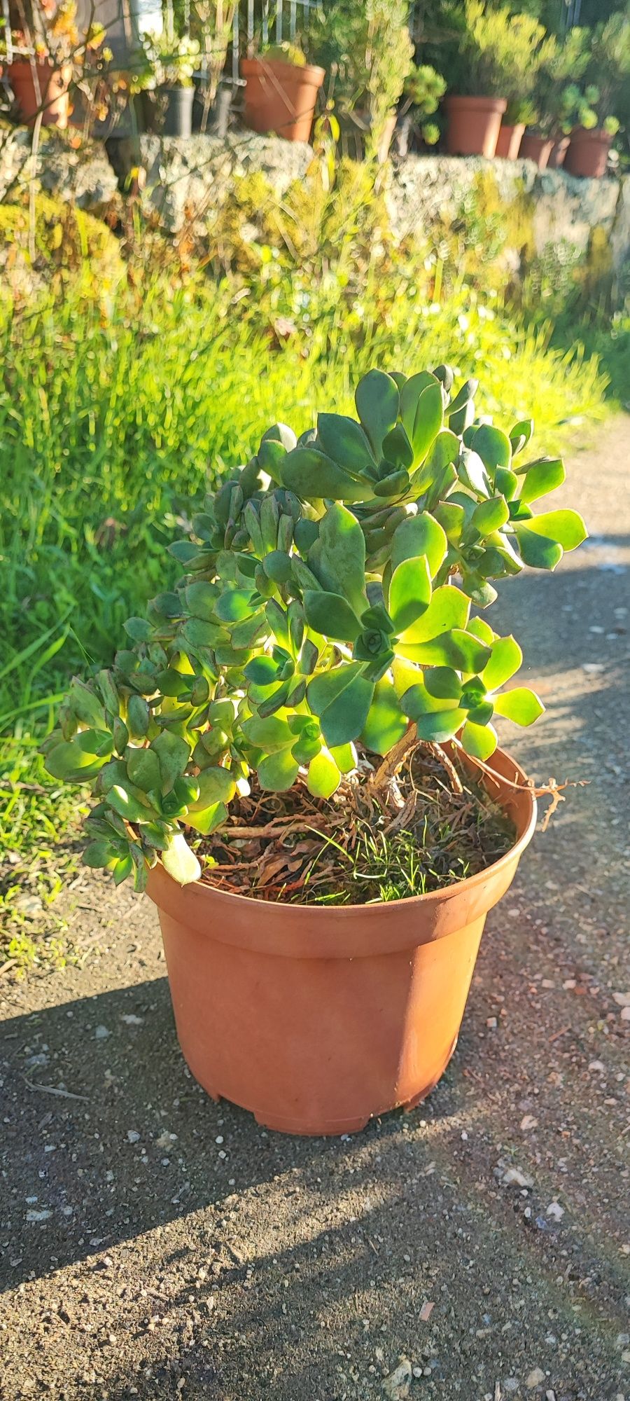 Planta suculenta