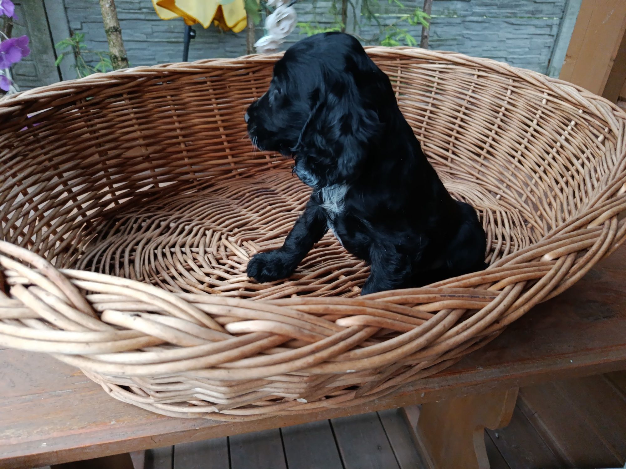 Cocker Spaniel angielski Piesek Rodowód