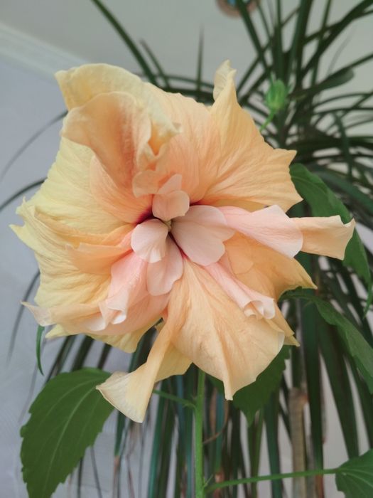 Гібіскус махровий, домашній.