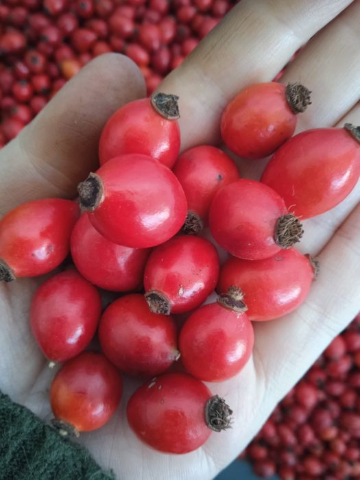 Шиповник 2025 0,5 л- 30  грн.