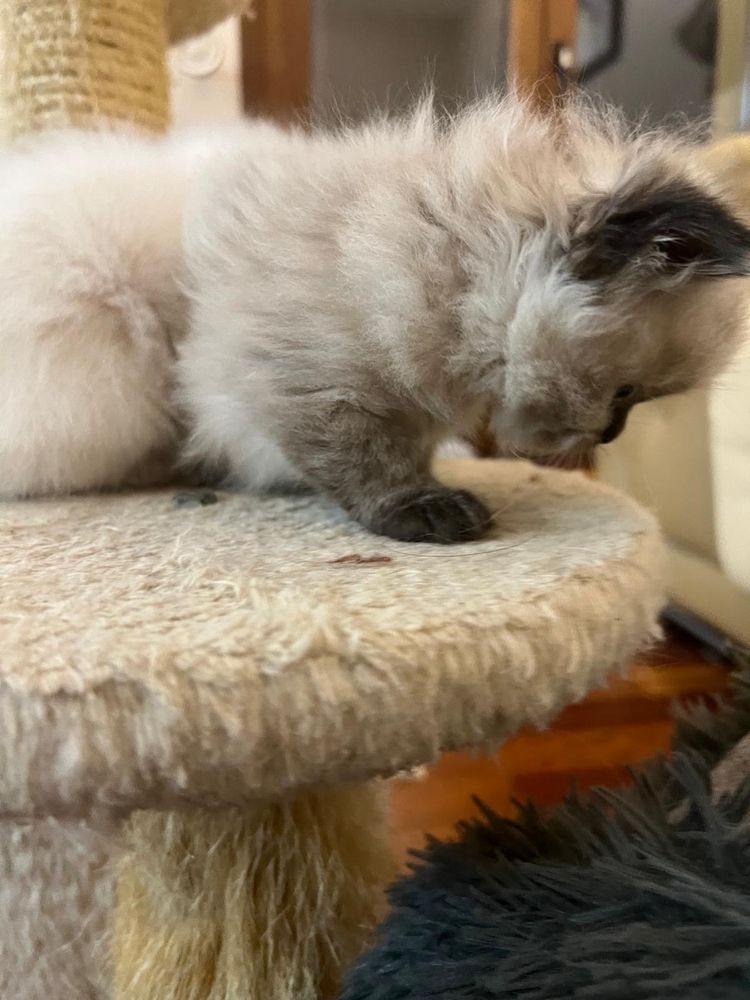 Gatinho Persa creme tigrado