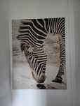obraz zebra castorama