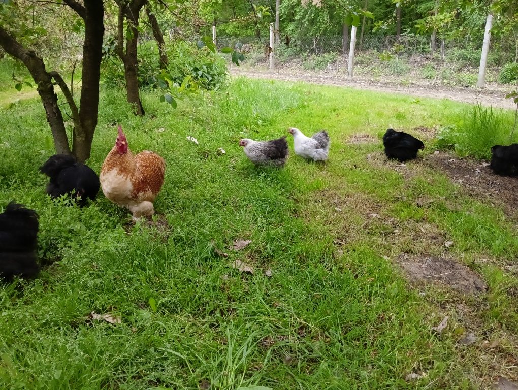 Jaja lęgowe Bojowiec Brugijski, Karzełek Kochin, nioska