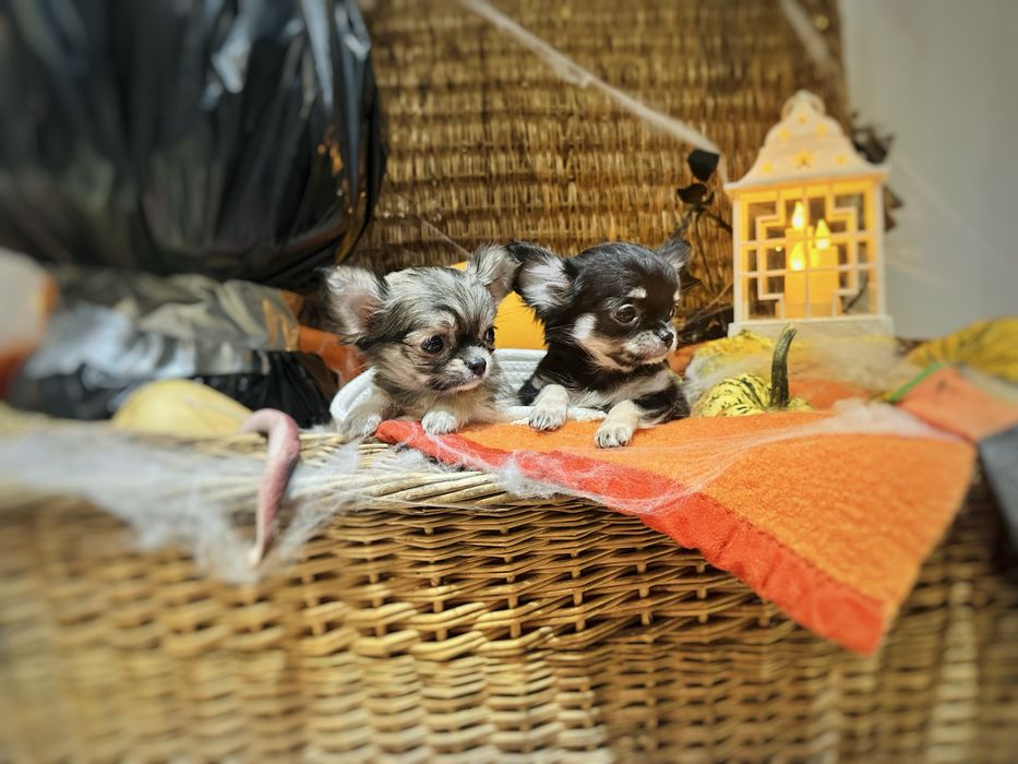 Chihuahua Długowłosa dziewczynka *ZKwP FCI*