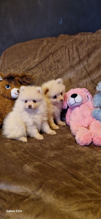 Śliczna sunia szpic