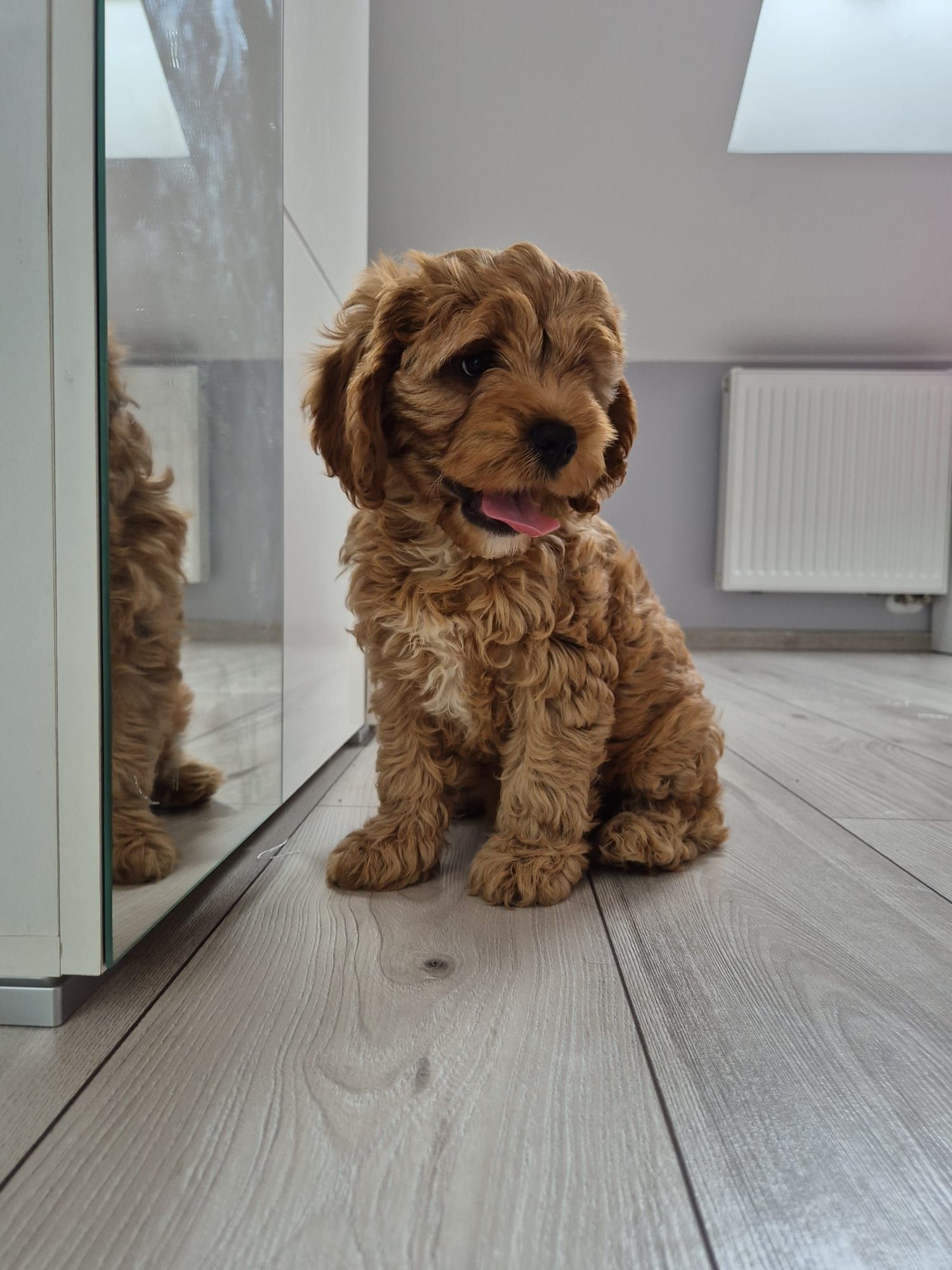 Piesek Cavapoo f1 Cavalier- Pudel