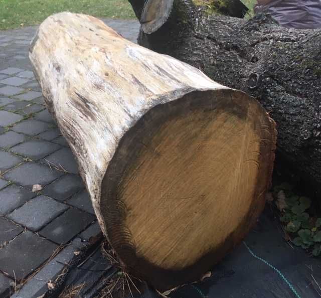 DĄB, kloc,  prosta  kłoda, deski , drewno, opał