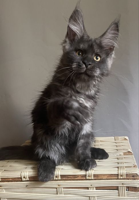 Мейн кун котенок