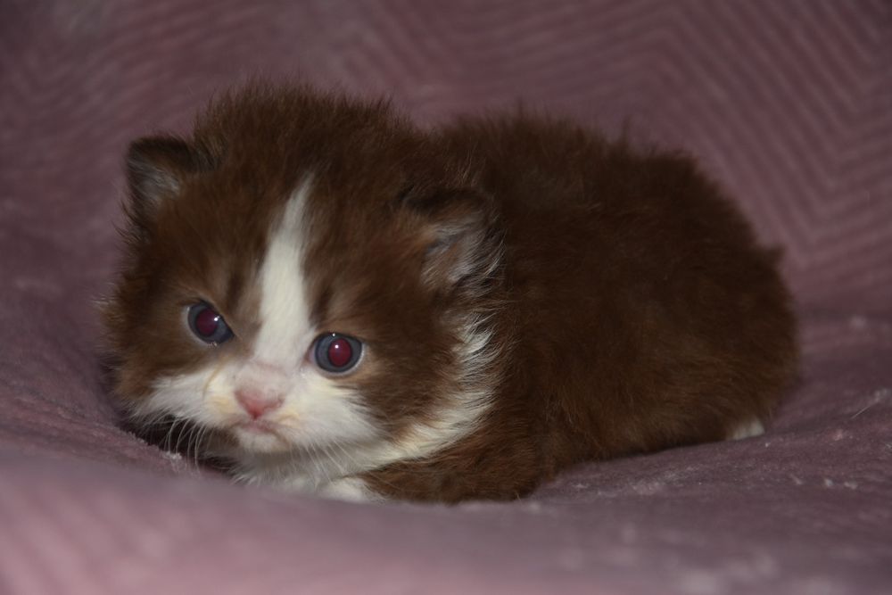 Kocur Brytyjski długowłosy czekoladowy bikolor