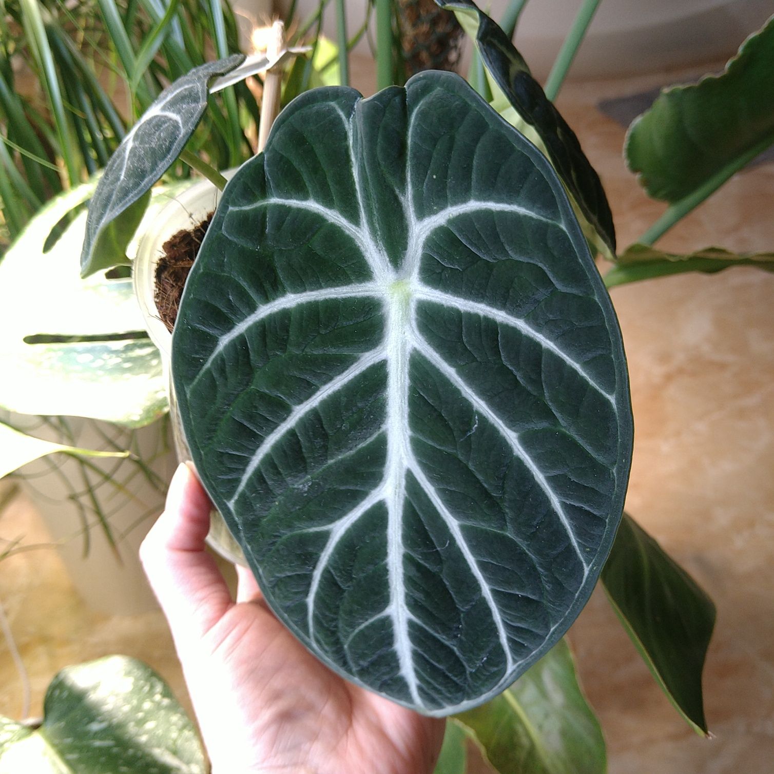 Алоказія Alocasia Ninja