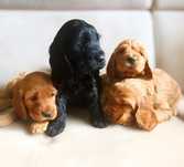 Cocker spaniel rodowodowy – uroczy