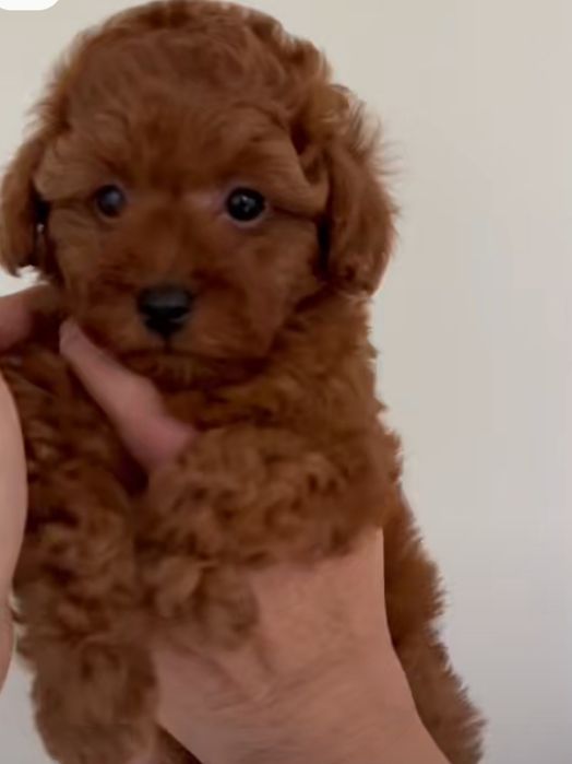 Продам цуценят той-пуделя, 2 місяці, ред браун