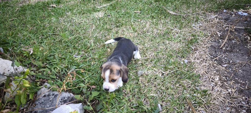 beagle criado em ambiente familiar disponível para entrega imediata d