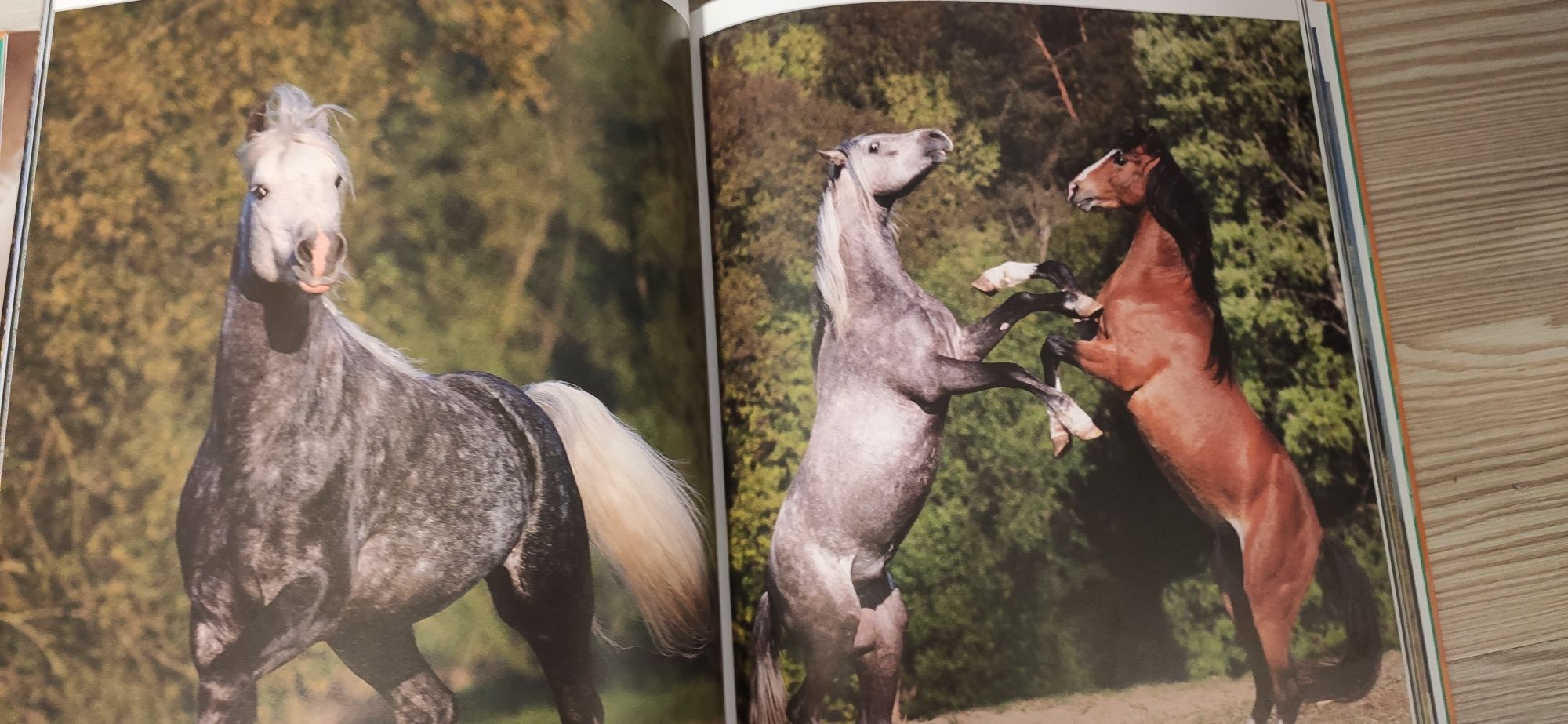 Konie. Poznaj fascynujący świat koni książka
