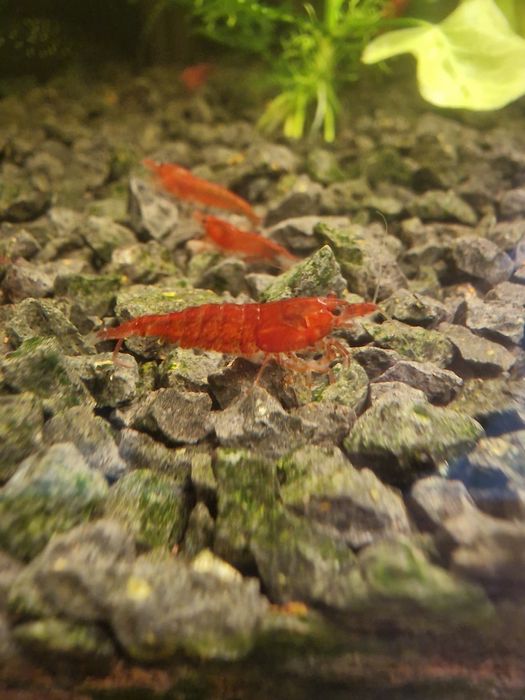 Mega promocja 50 sztuk krewetek Neocaridina Bloody Mary