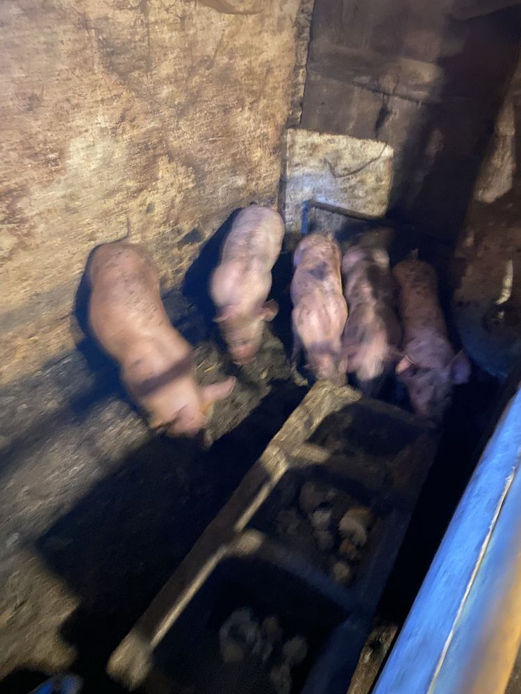 Vendo leitões boa raça ,faço intrega