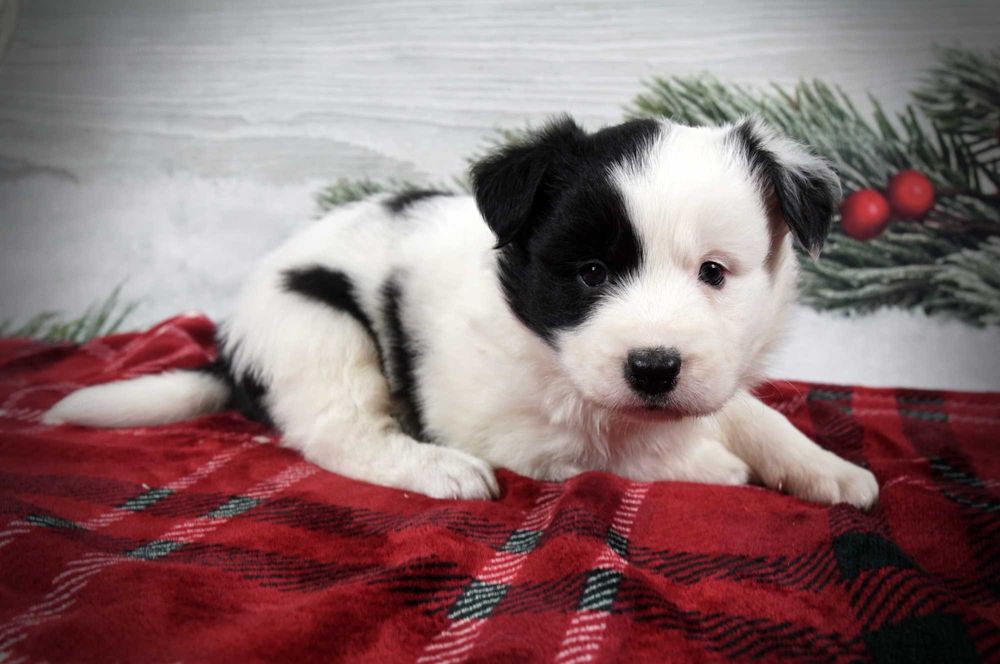 Border collie suczka czarno biała gotowa do odbioru