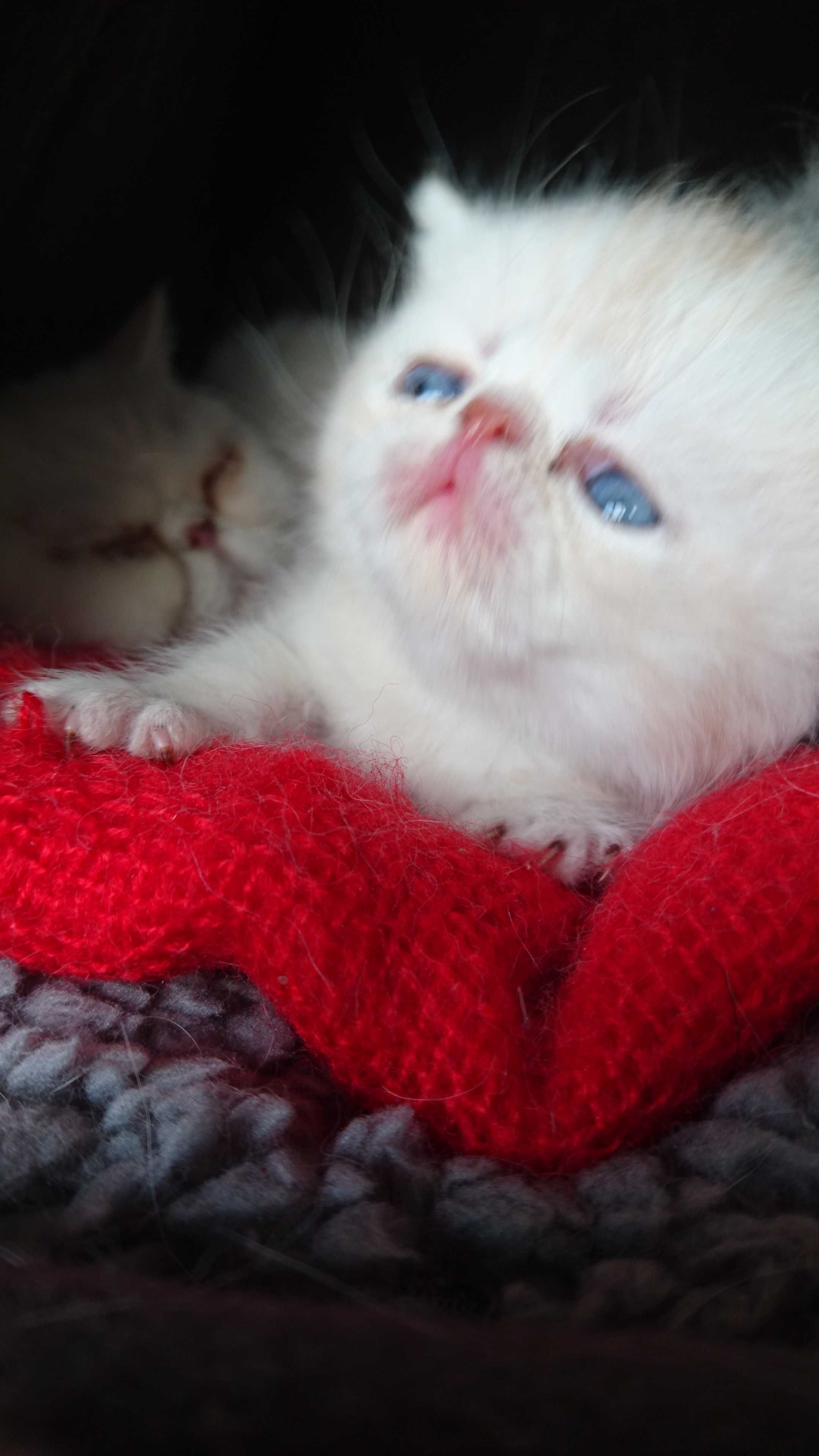 Gatinho Persa Branco
