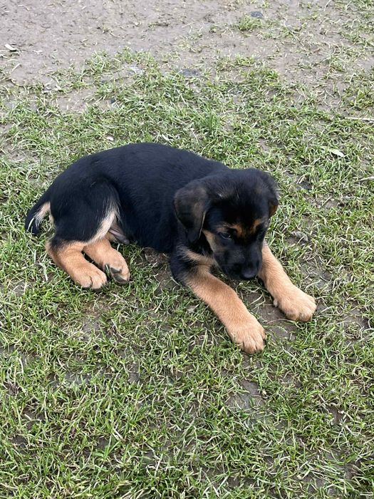 Oddam szczeniaczki (mieszaniec labradora i owczarka)