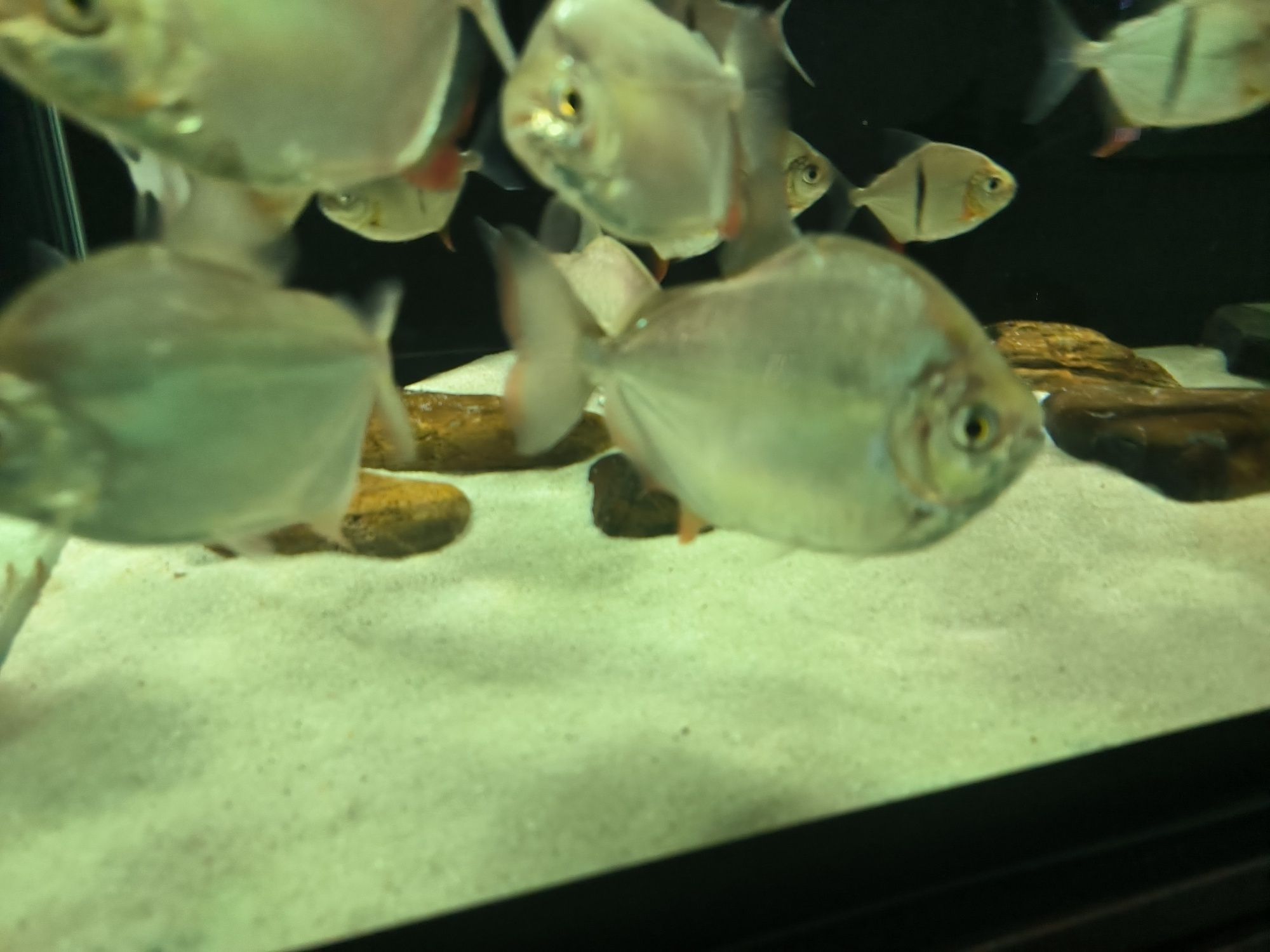 7 Peixes Silver Dollar