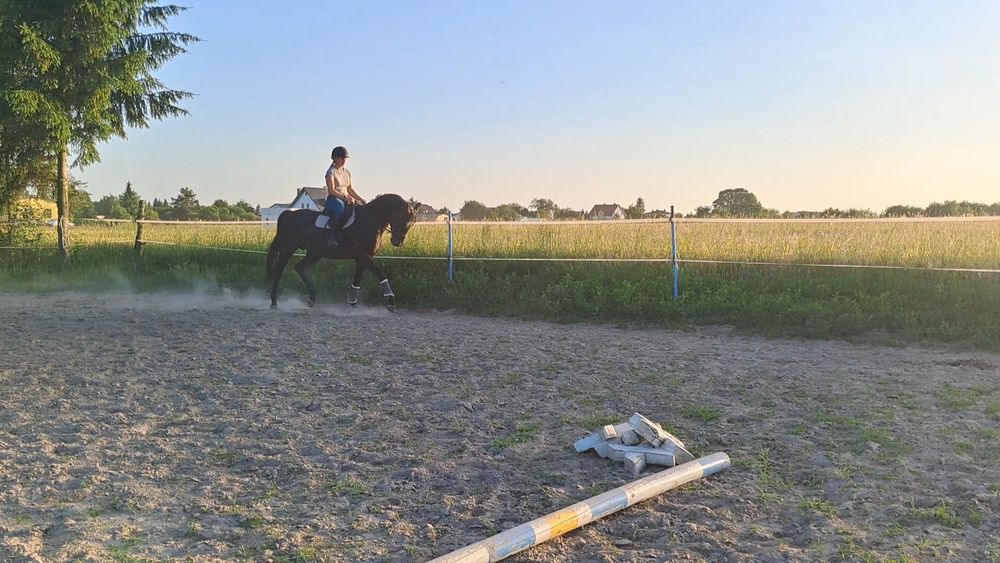 Wałach małopolski 4 lata