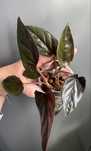 Syngonium Erythlophylum Brokatowe/Botaniczne