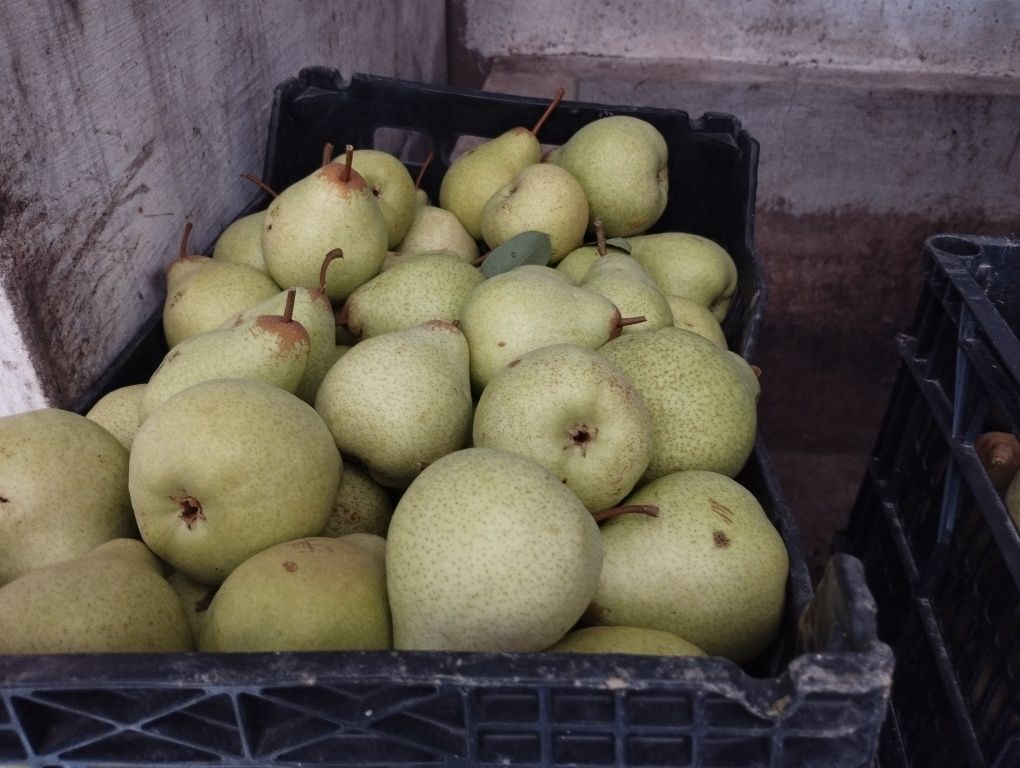 Vendo fruta maçã,pera,figos,ameixa ect.