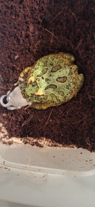 Żaba rogata Ceratophrys cranwelli