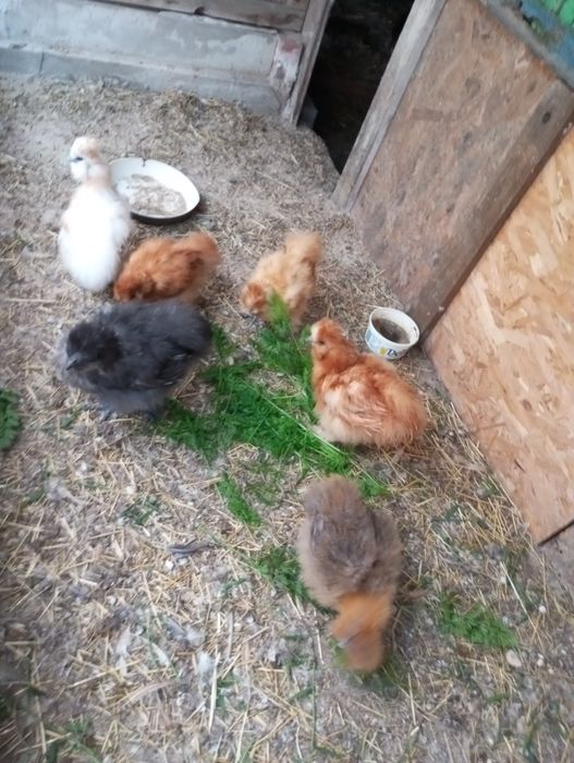 Kury karzełki i koguty liliputy.