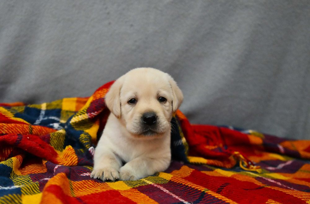 Labrador Retriever  (FCI) -biszkoptowy