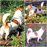 Reproduktor Jack Russell  Terrier  krycie