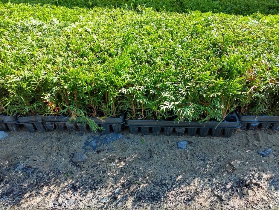 Thuja Szmaragd | Brabant | Żywotnik | m104 | multiplat |certyfikat CAC