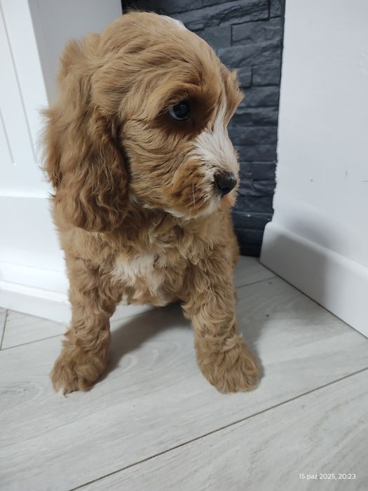 Cockapoo Boy Genetyka