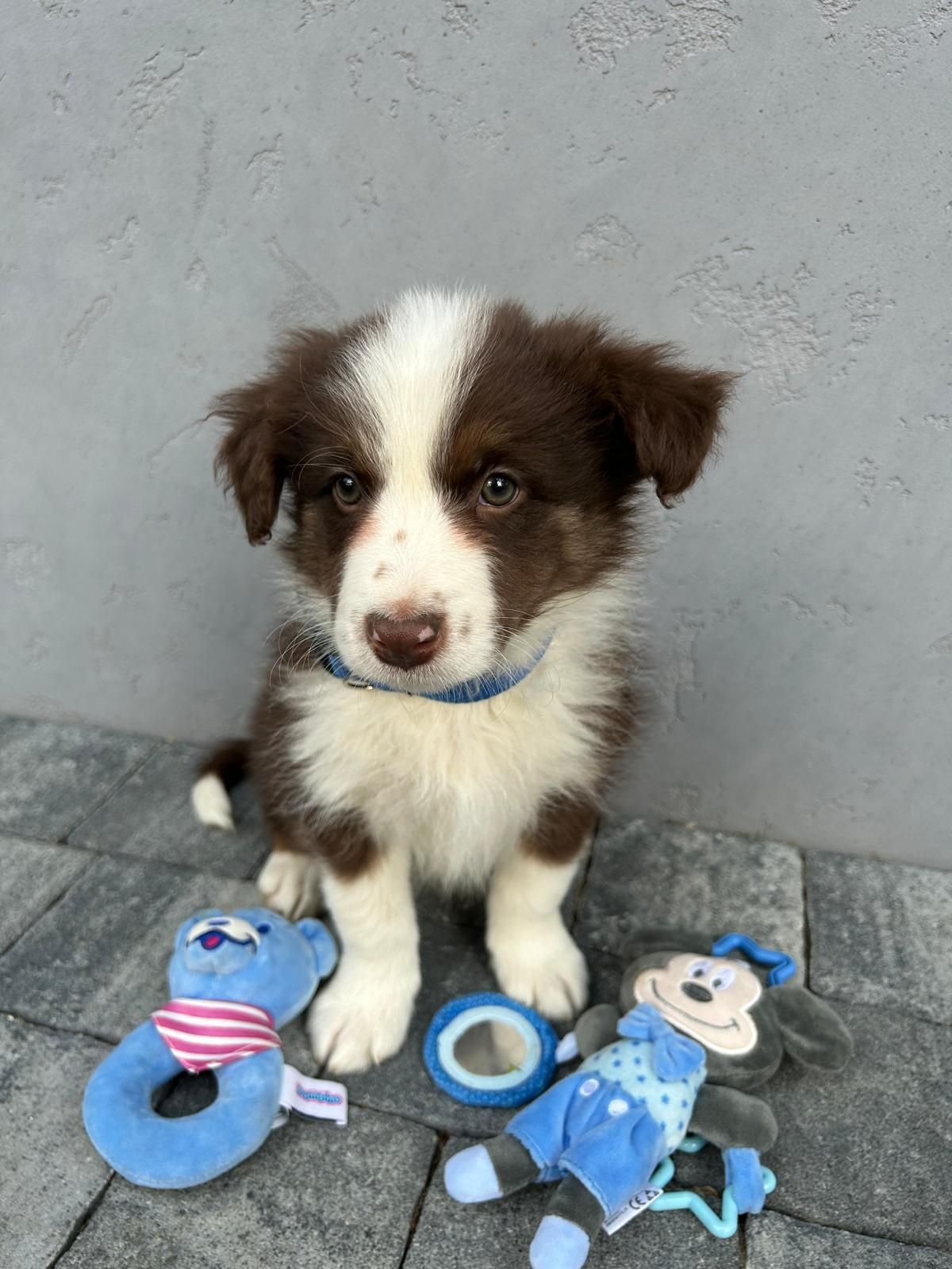 Border Collie piesek czekoladowy z rodowodem DNA wyprawką