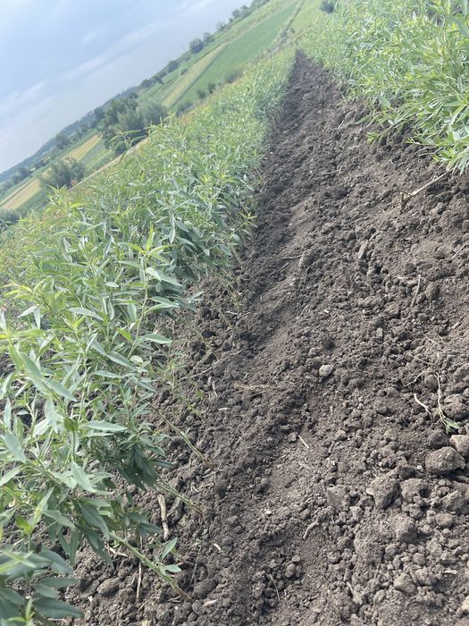 Окуліровка.Саджанці.Сажинці.Прививка.Під замовлення