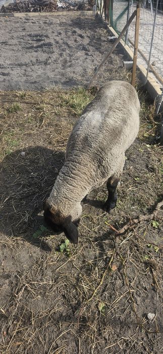 Vendo ovelhas e carneiro