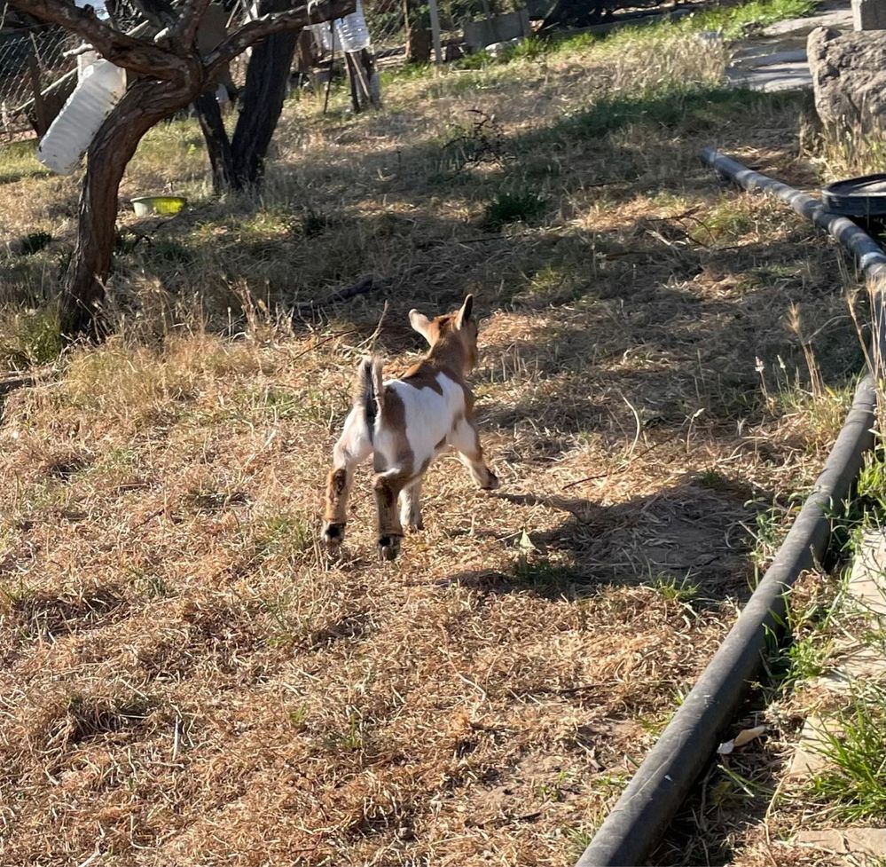 Vendo cabrito  anão