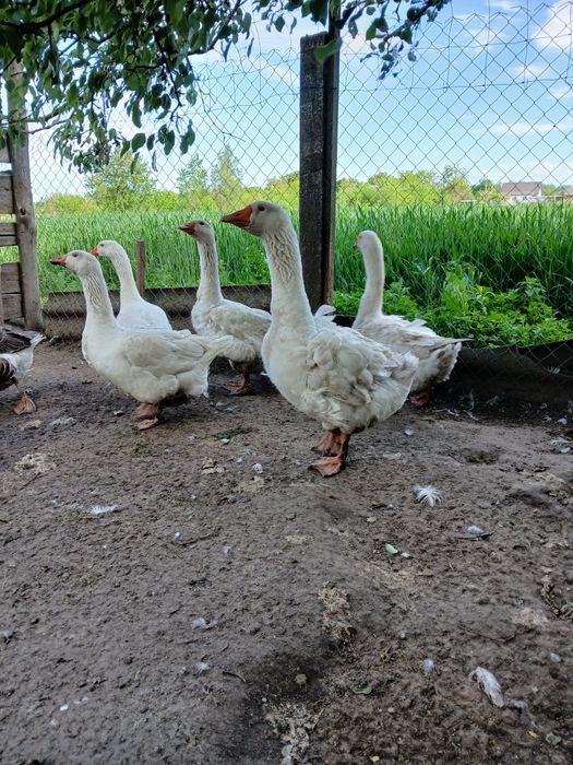 Продам гусей породи Мамут
