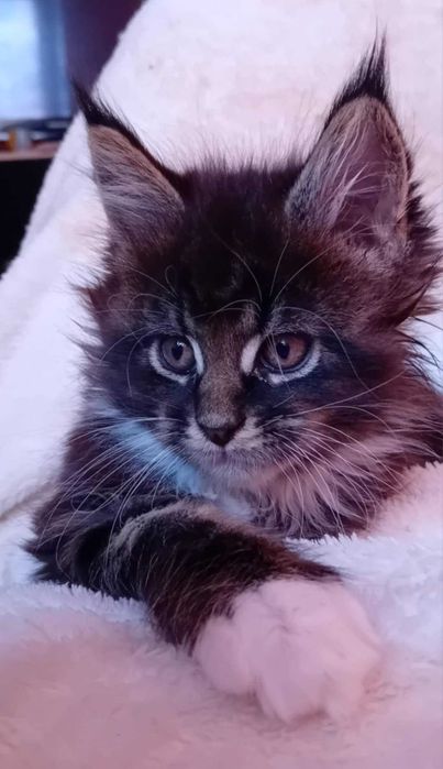 Kocurek Maine Coon z rodowodem