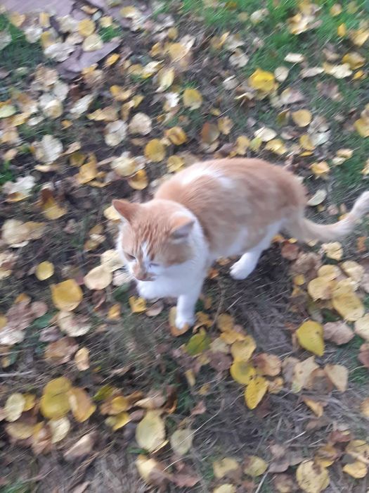 Лагідний котик шукає добрих господарів.