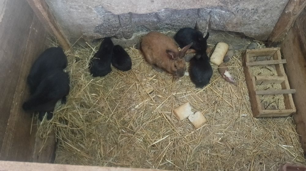 Samica z młodymi sztuk 6 polecam