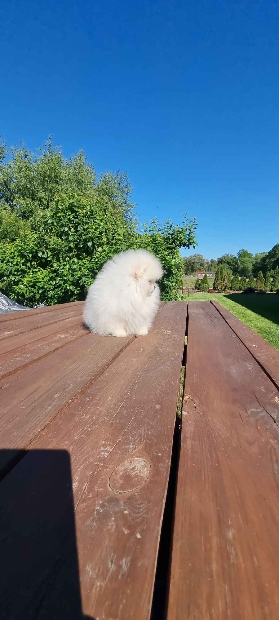 Piesek Szpic miniaturowy pomeranian