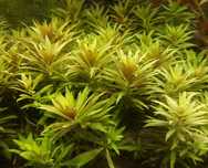 limnophila aromatica mini