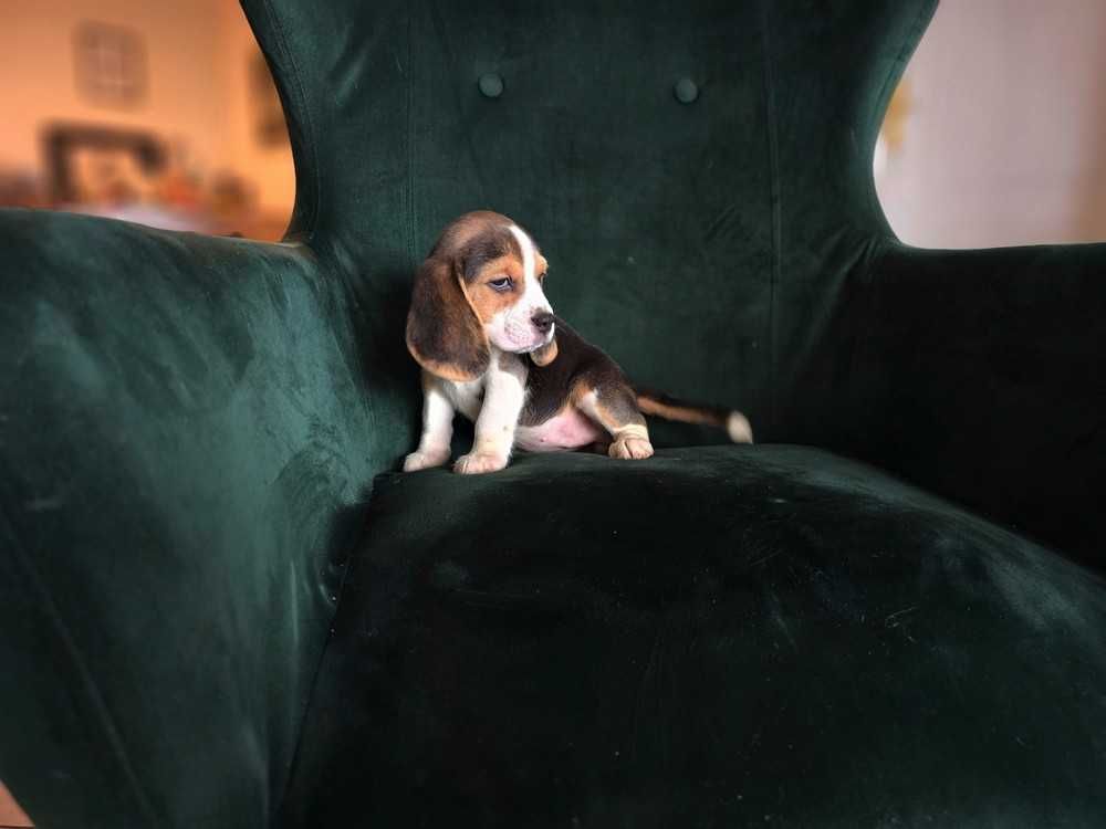 BEAGLE-mniejszy w typie, ZKwP,doskonały rodowód, mniejsza